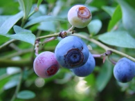 blueberries1